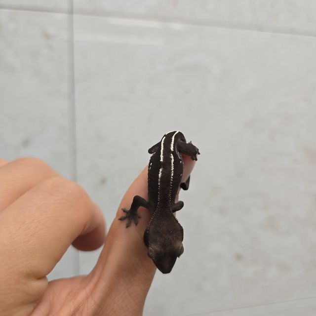 아잔틱