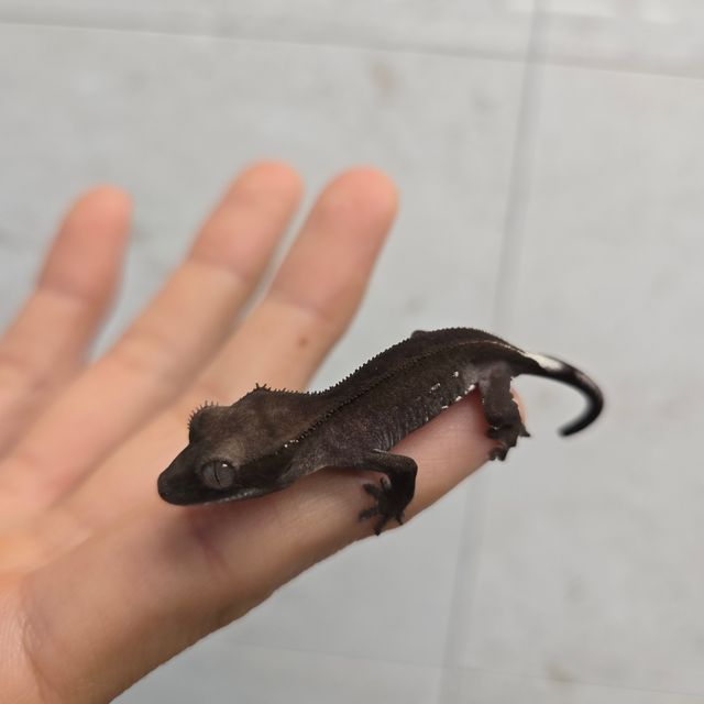 아잔틱