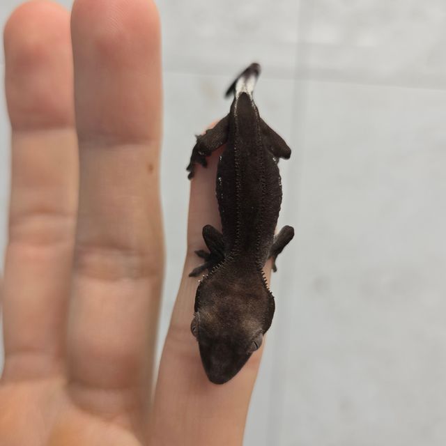 아잔틱