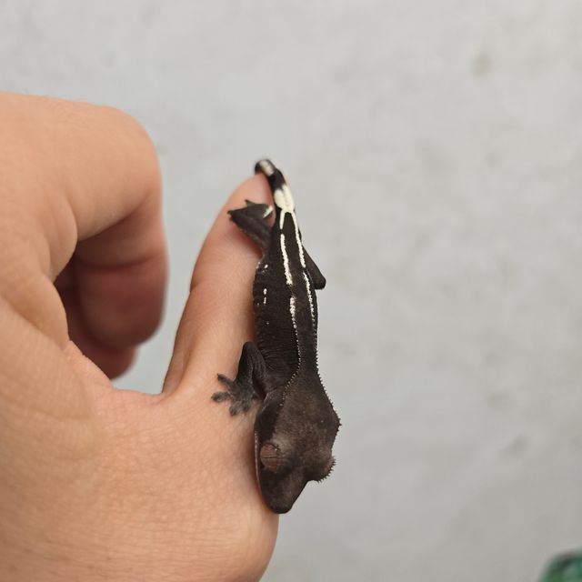 아잔틱