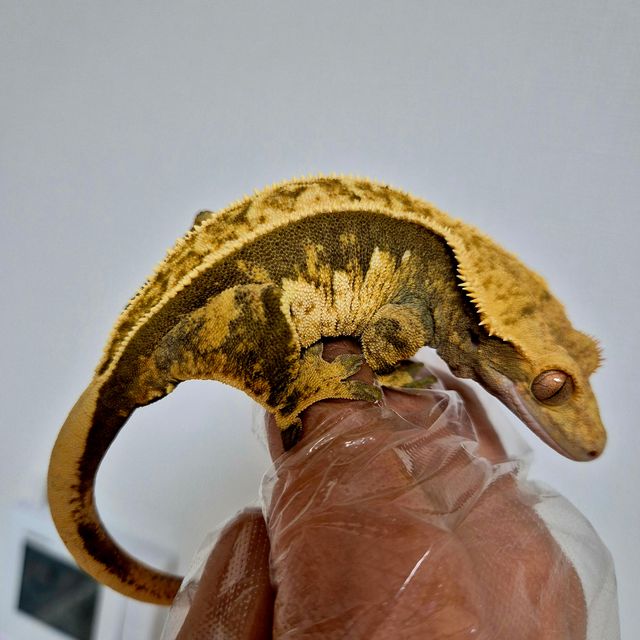 익스트림할리퀸