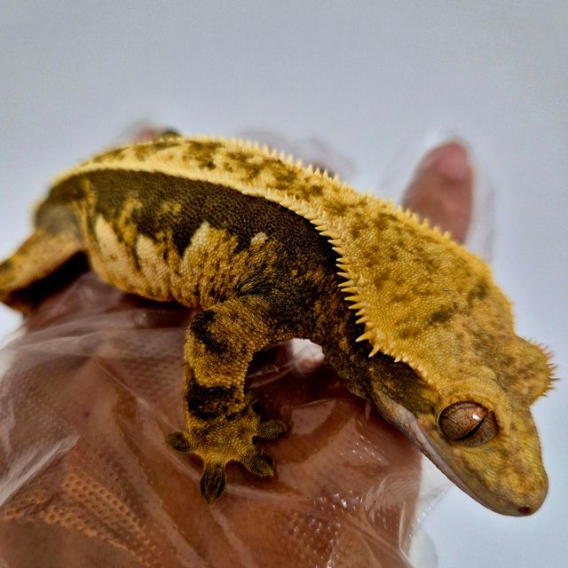 익스트림할리퀸