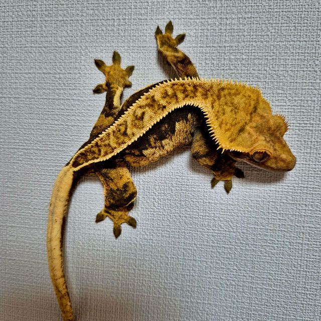 익스트림할리퀸