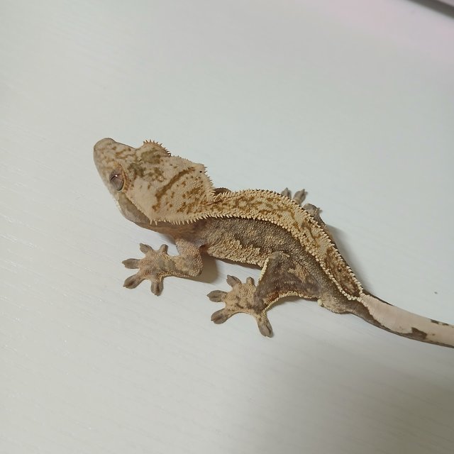 노멀 쿼드 풀핀