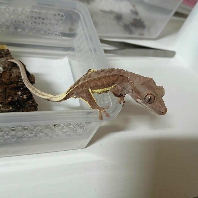 릴리화이트 노멀 팬텀 다크 레드