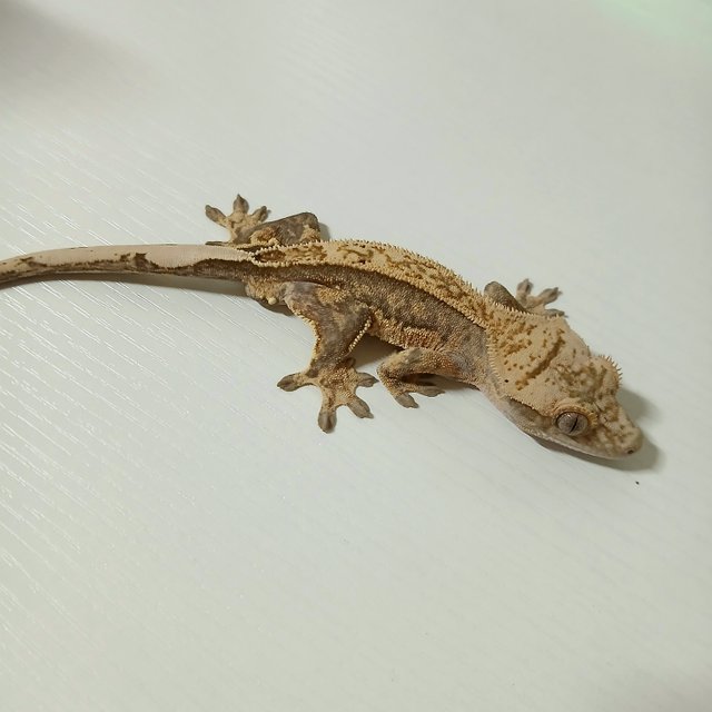 노멀 쿼드 풀핀