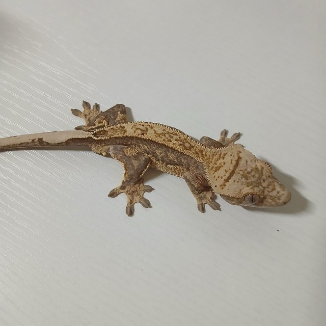 노멀 쿼드 풀핀