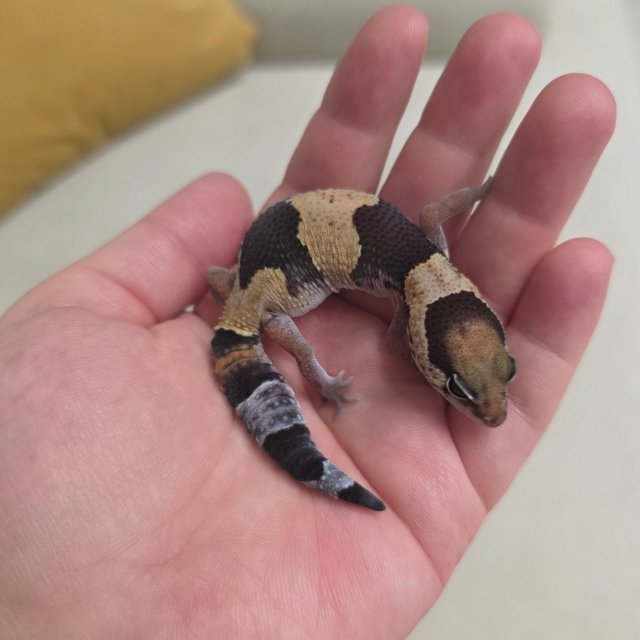 노멀 헷 오레오