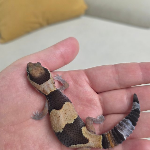 노멀 헷 오레오