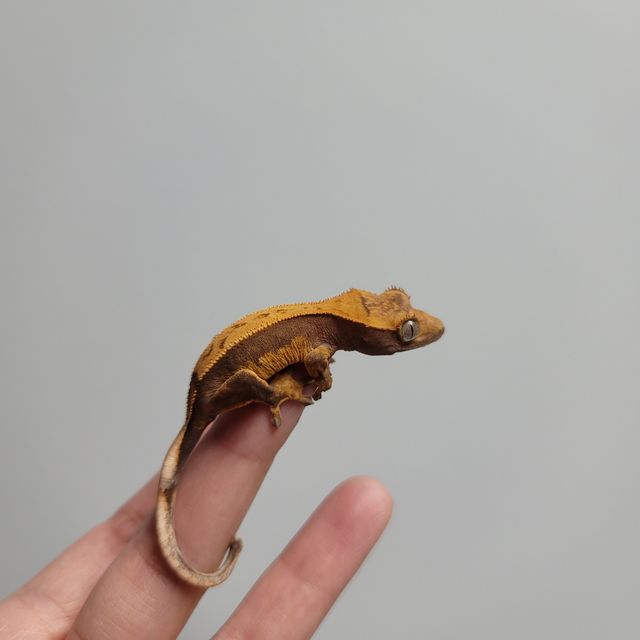 노멀