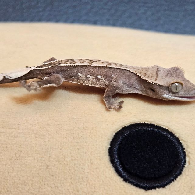 노멀 레드
