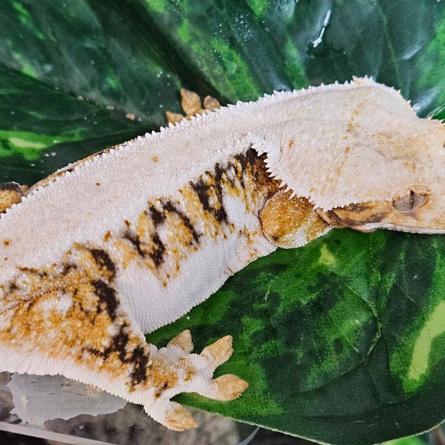 릴리화이트 트라이 텐저린 레이지 화이트