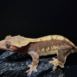 스캇