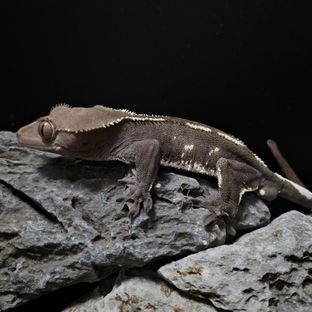아잔틱