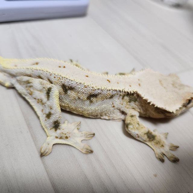 릴리화이트