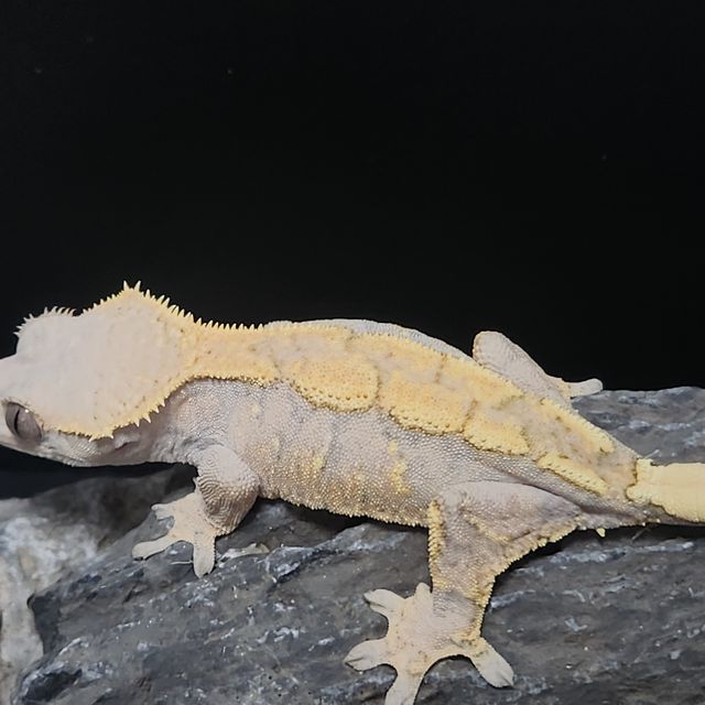 세이블