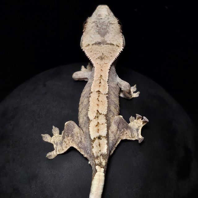 세이블
