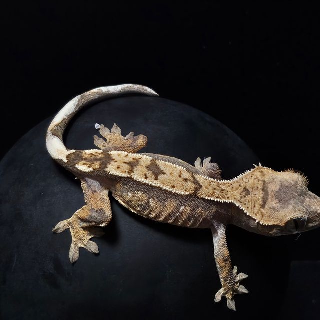 세이블