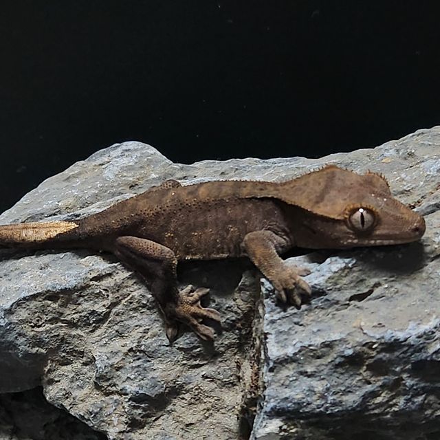 챠콜 알티