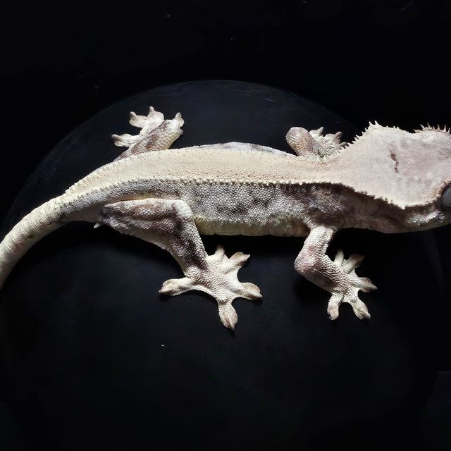 릴리 세이블