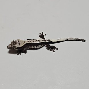 아잔틱