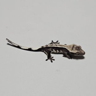 아잔틱