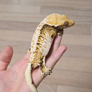 노멀 트라이