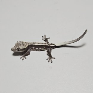 아잔틱