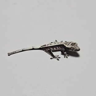 아잔틱