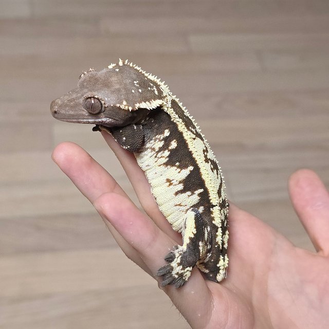 카푸치노 트라이