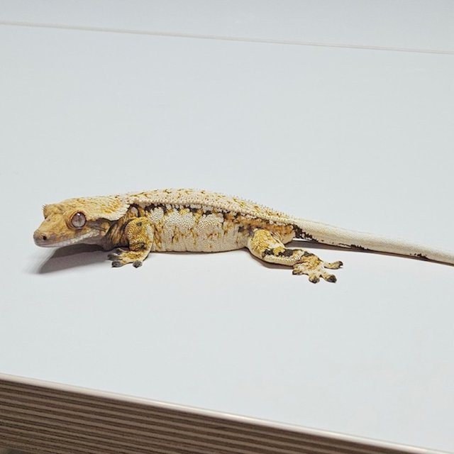 노멀 트라이 쿼드