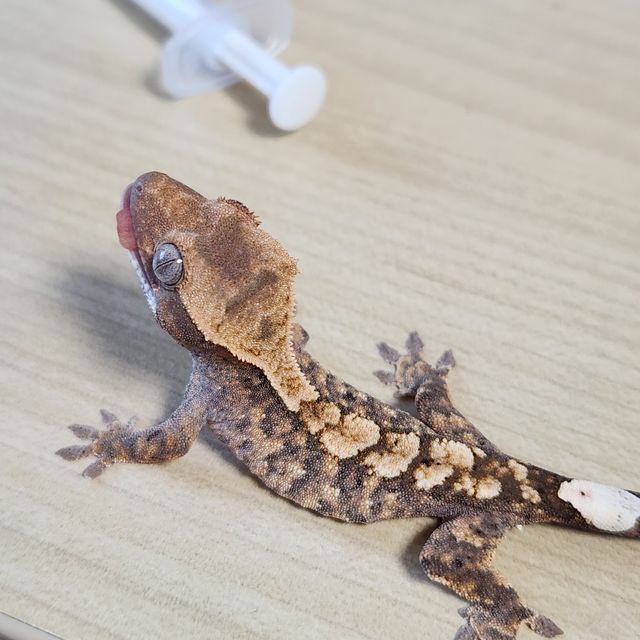 100%헷아잔틱 카푸치노