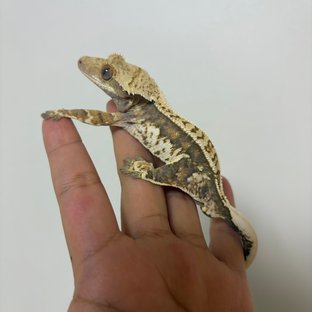 익스트림할리퀸 화이트핀 트라이