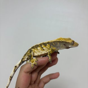 트라이 익스트림할리퀸