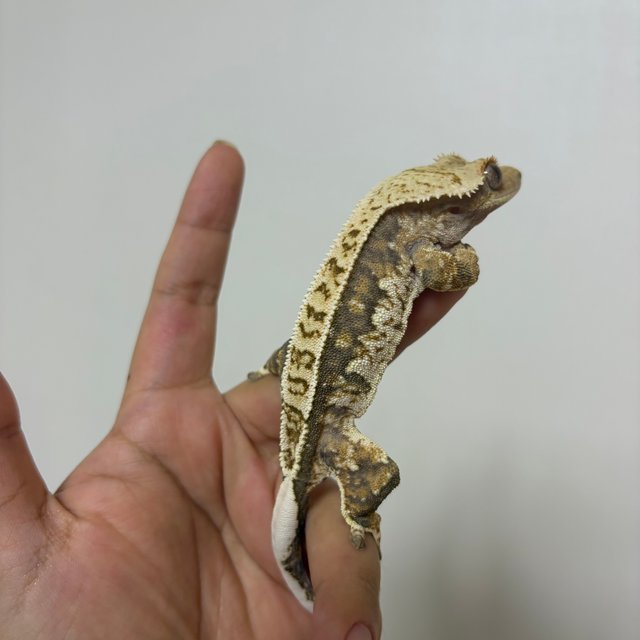 익스트림할리퀸 화이트핀 트라이