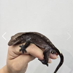 아잔틱