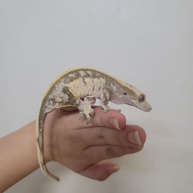 노멀 풀핀