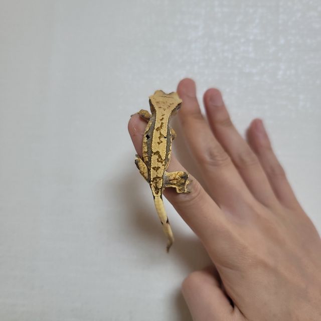 트라이 할리퀸