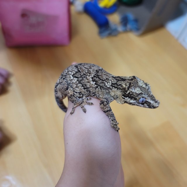 노멀 블로치드 화이트