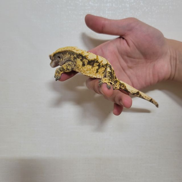 노멀 트라이 익스트림할리퀸 할리퀸