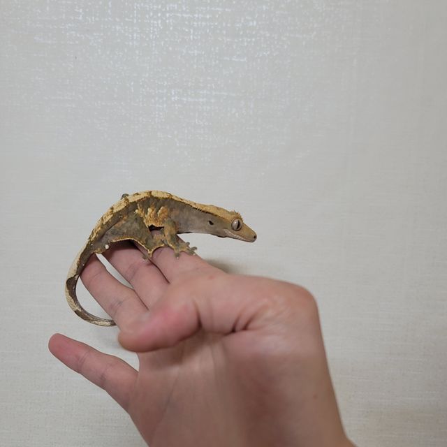 트라이 익스트림할리퀸