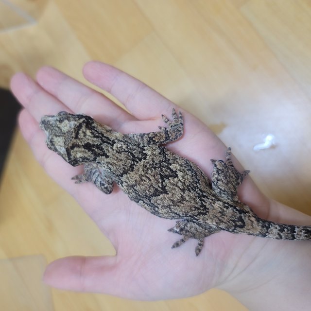 노멀 블로치드 화이트