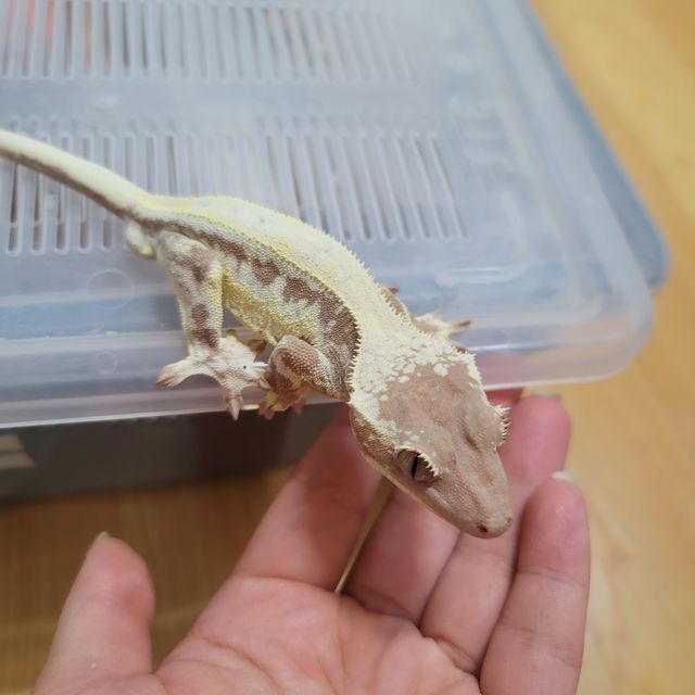 프라푸치노