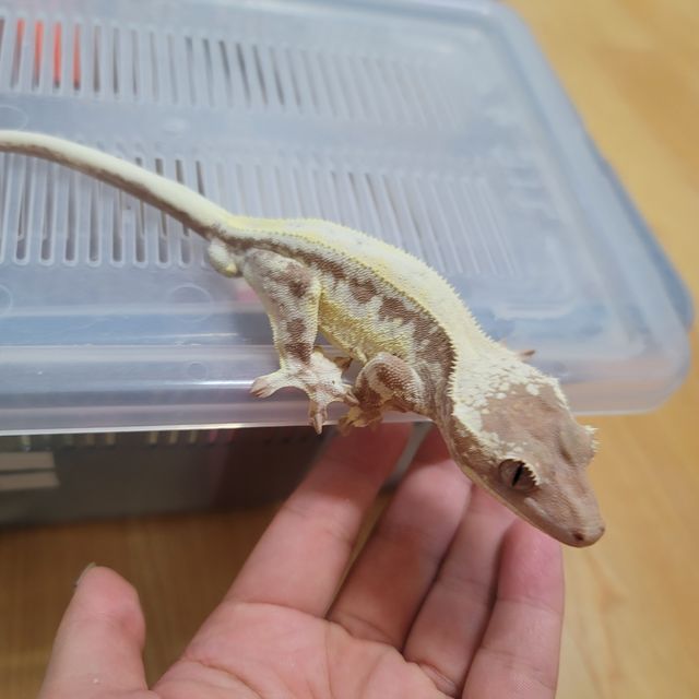 프라푸치노