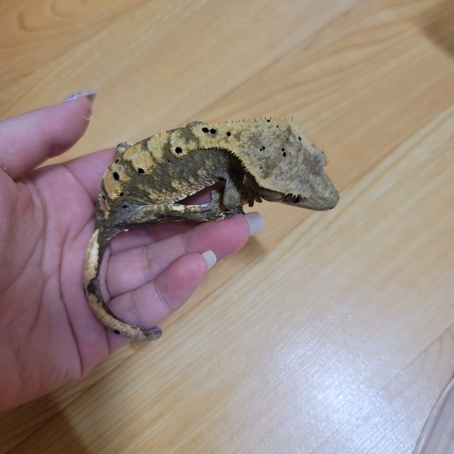 100%헷아잔틱