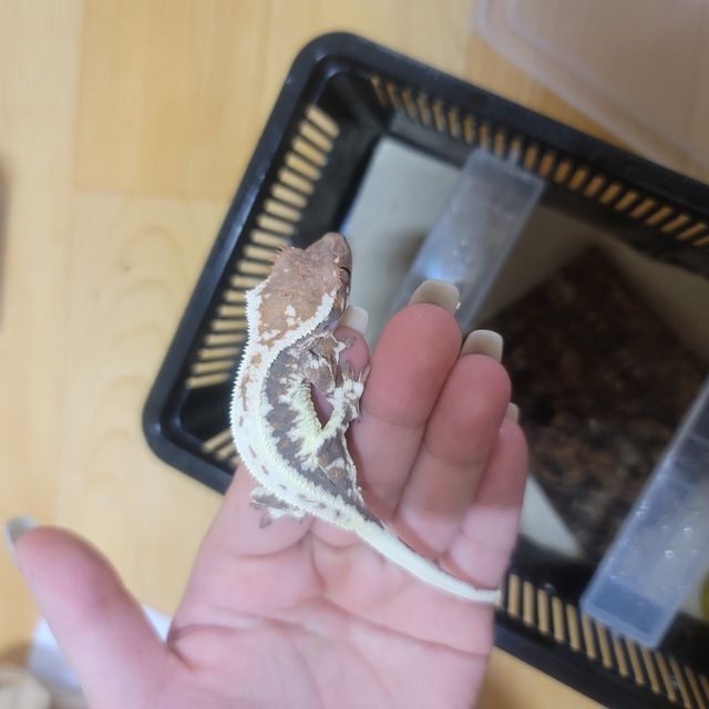 프라푸치노