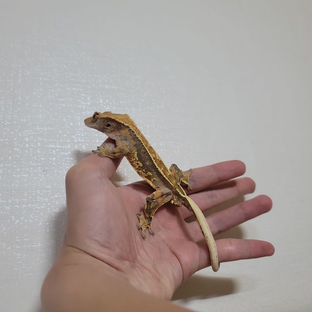 쿼드