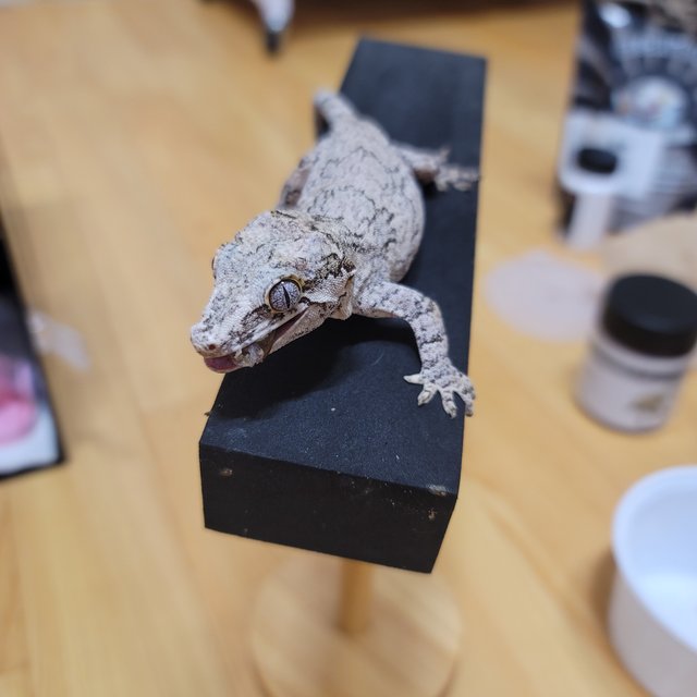 노멀 블로치드 화이트