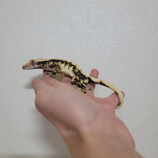 노멀 익스트림할리퀸 할리퀸 트라이