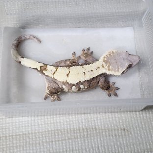 반려동물 이미지